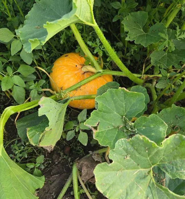 The Pumpkin Peddler