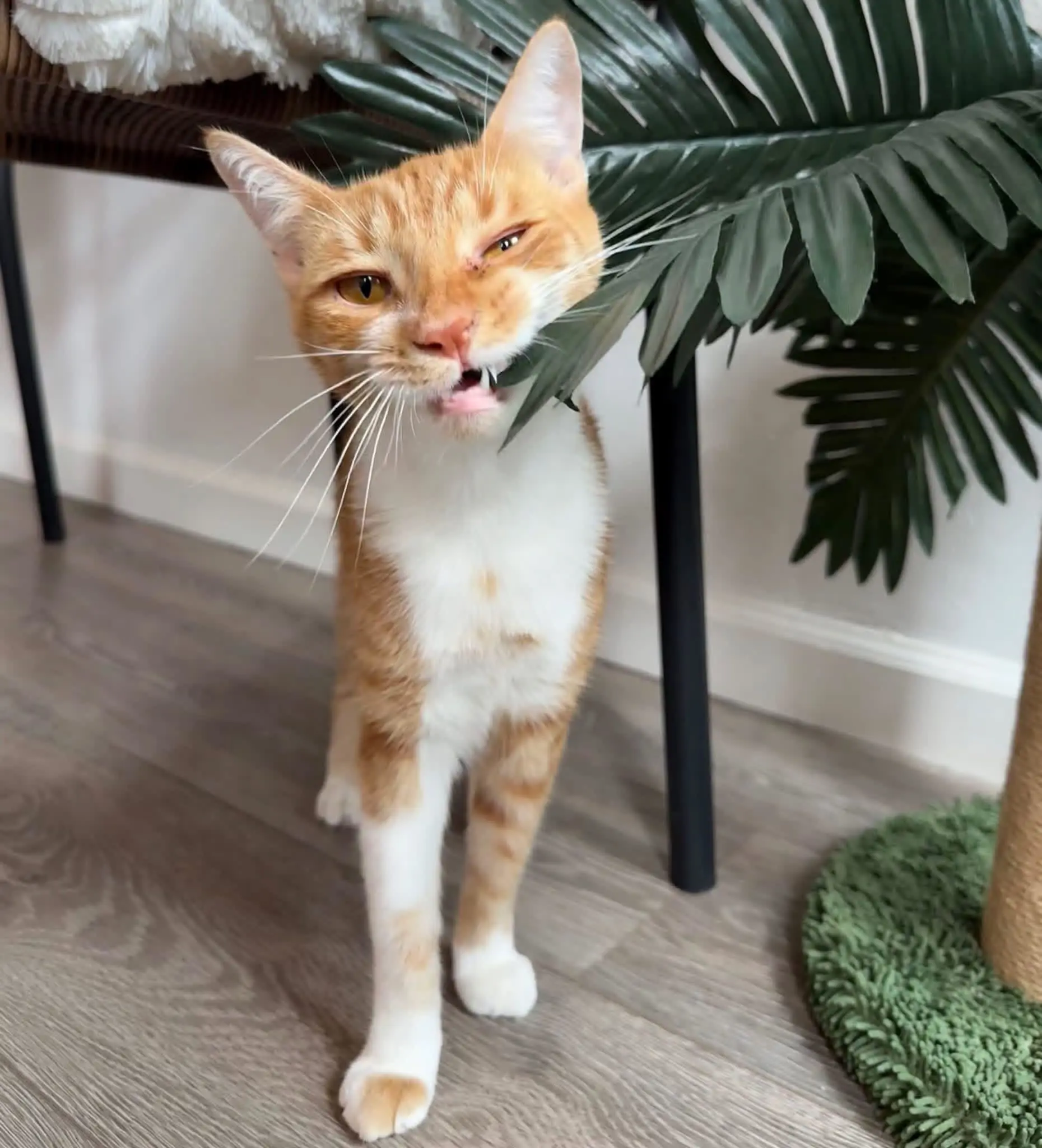 Good Day Cat Cafe
