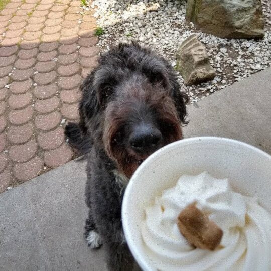 Pet Friendly Places in BG